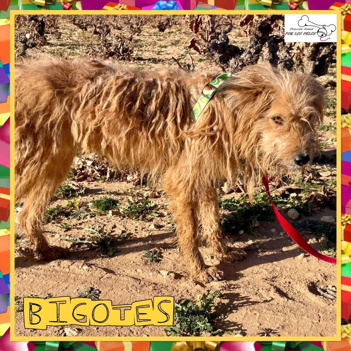 PerreraToledo's tweet photo. 🐶BIGOTES🐶 Se nos muere… por favor, necesita salir YA de la perrera: ha dejado de comer y beber y estamos muy preocupadas por él. Es un perro maravilloso y merece una oportunidad. Aunque sea una #acogida …  Por favor, necesitamos mucha difusión. 👉 https://t.co/QjrzztViXU https://t.co/2NSiG01n5I