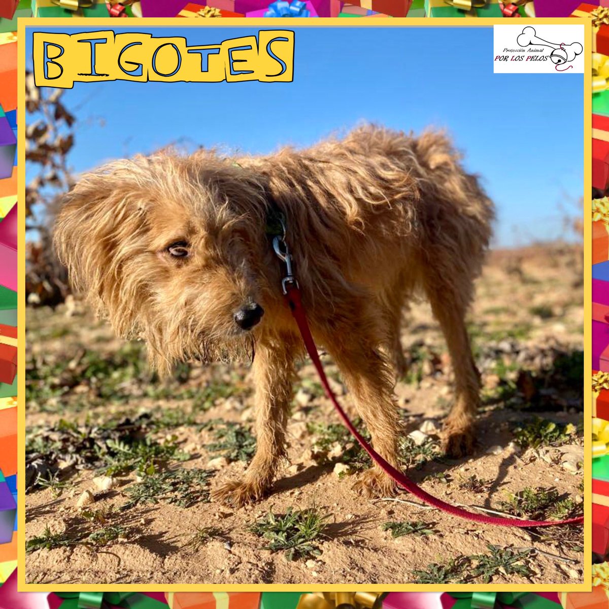 PerreraToledo's tweet photo. 🐶BIGOTES🐶 Se nos muere… por favor, necesita salir YA de la perrera: ha dejado de comer y beber y estamos muy preocupadas por él. Es un perro maravilloso y merece una oportunidad. Aunque sea una #acogida …  Por favor, necesitamos mucha difusión. 👉 https://t.co/QjrzztViXU https://t.co/2NSiG01n5I