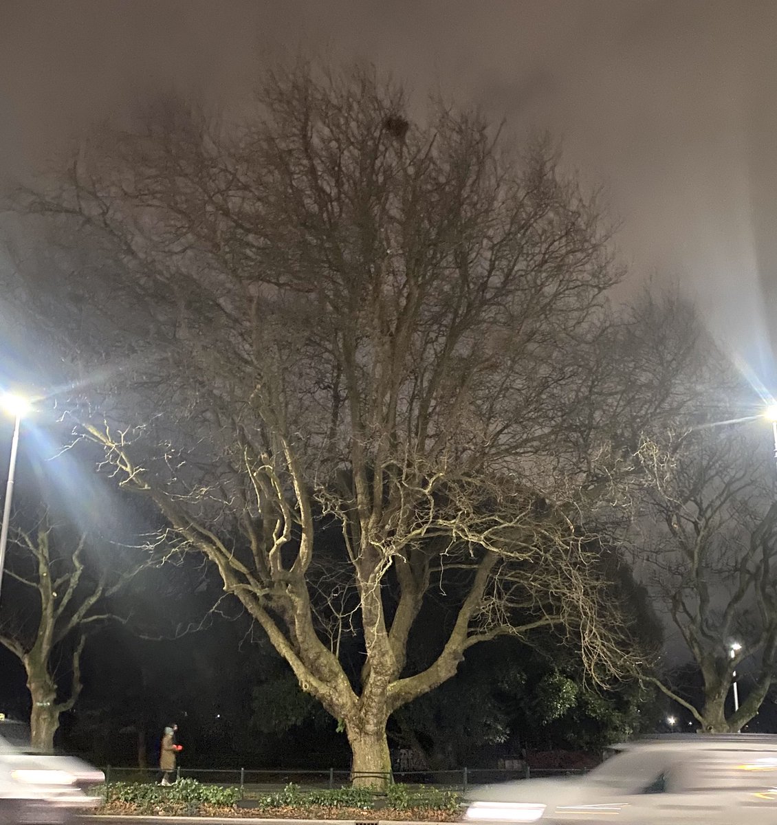 cubistsofa's tweet photo. Ghostly tree on tonight’s walk! #100daysofwalking #spooky #chilly https://t.co/4F717i51fv
