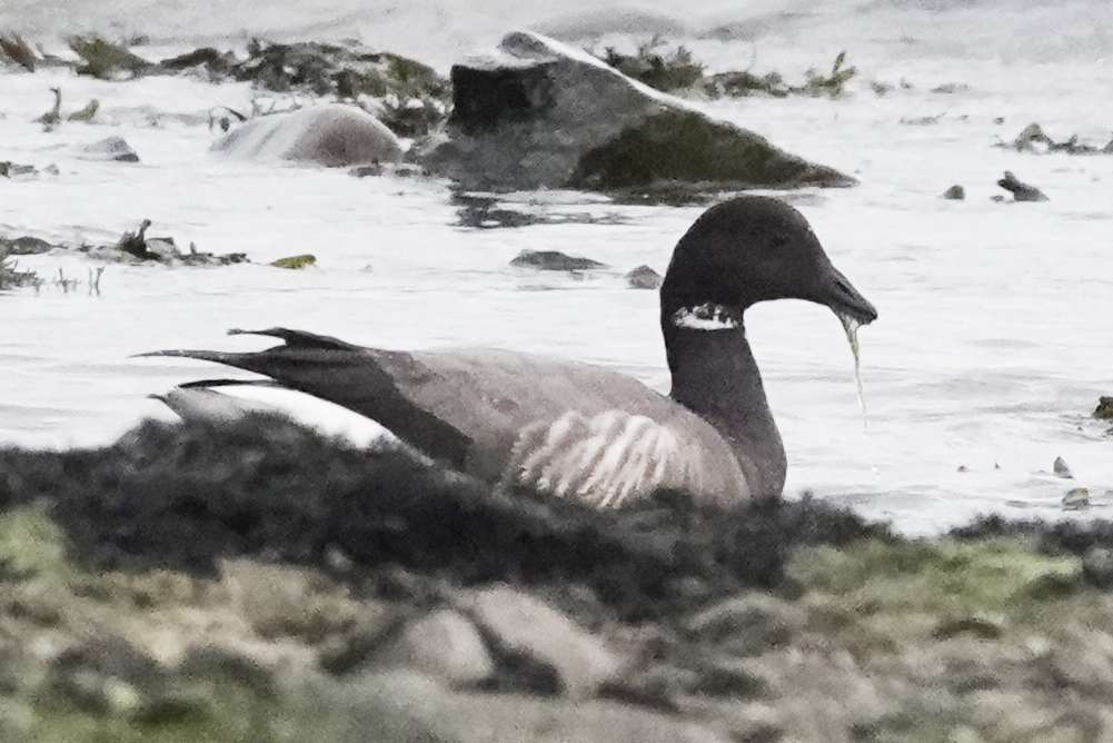 A dark bellied brent goose was surfing at Newton this afternoon in a strong NE wind. #glambirds