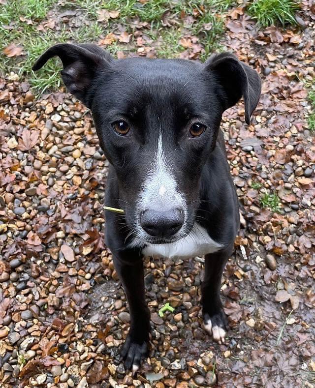 Rehoming Animals Telephone Service tweet media
