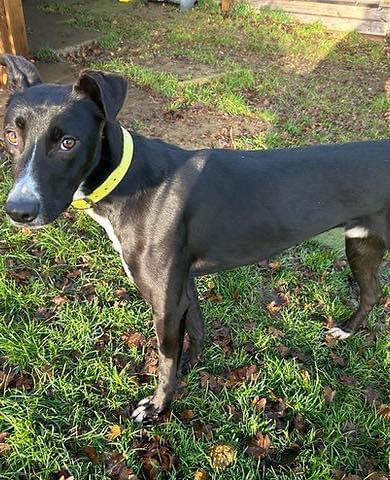 Do you think you might be able to offer Jake a happy home? 

Find out more about Jake 👉 rats-animalrescue.co.uk/dogs/jake