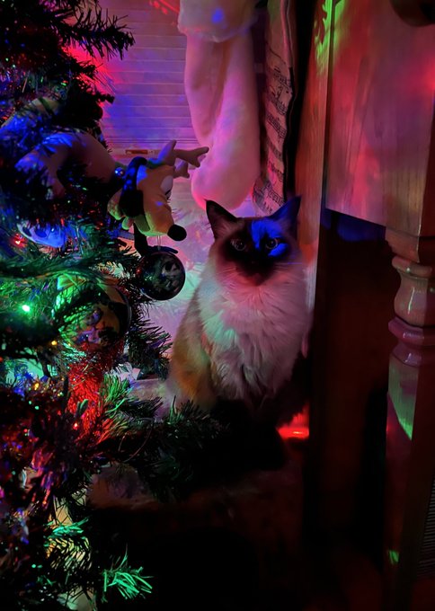 I would love to see your cute animal pics, wanna share your fav pet photos from the holidays?!   Here