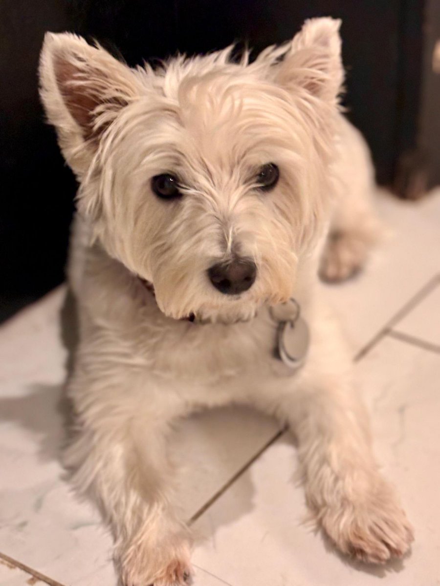 NYUDocs's tweet image. This is Fiona from Long Island. Pets and Your Health is coming up at 6amET. @fadamsmd talks #traveling with pets, #behavioralproblems in #dogsandcats &amp;amp; @DrAnnAMCNY is our #VetonCall 877-698-3627 Send your pet photos to docs@siriusxm.com!