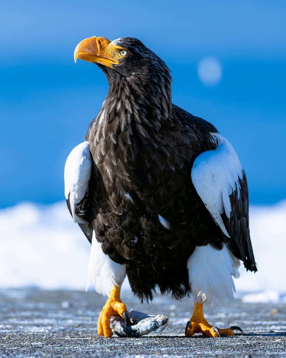 An Angry Eagle  🦅
Kızgın bir Kartal 🦅

#Eagle #nature #photography #photooftheday #natural #NatureBeautiful #NatureBeauty #kartal #foryoupage #foryou  #viral2023 #fyp