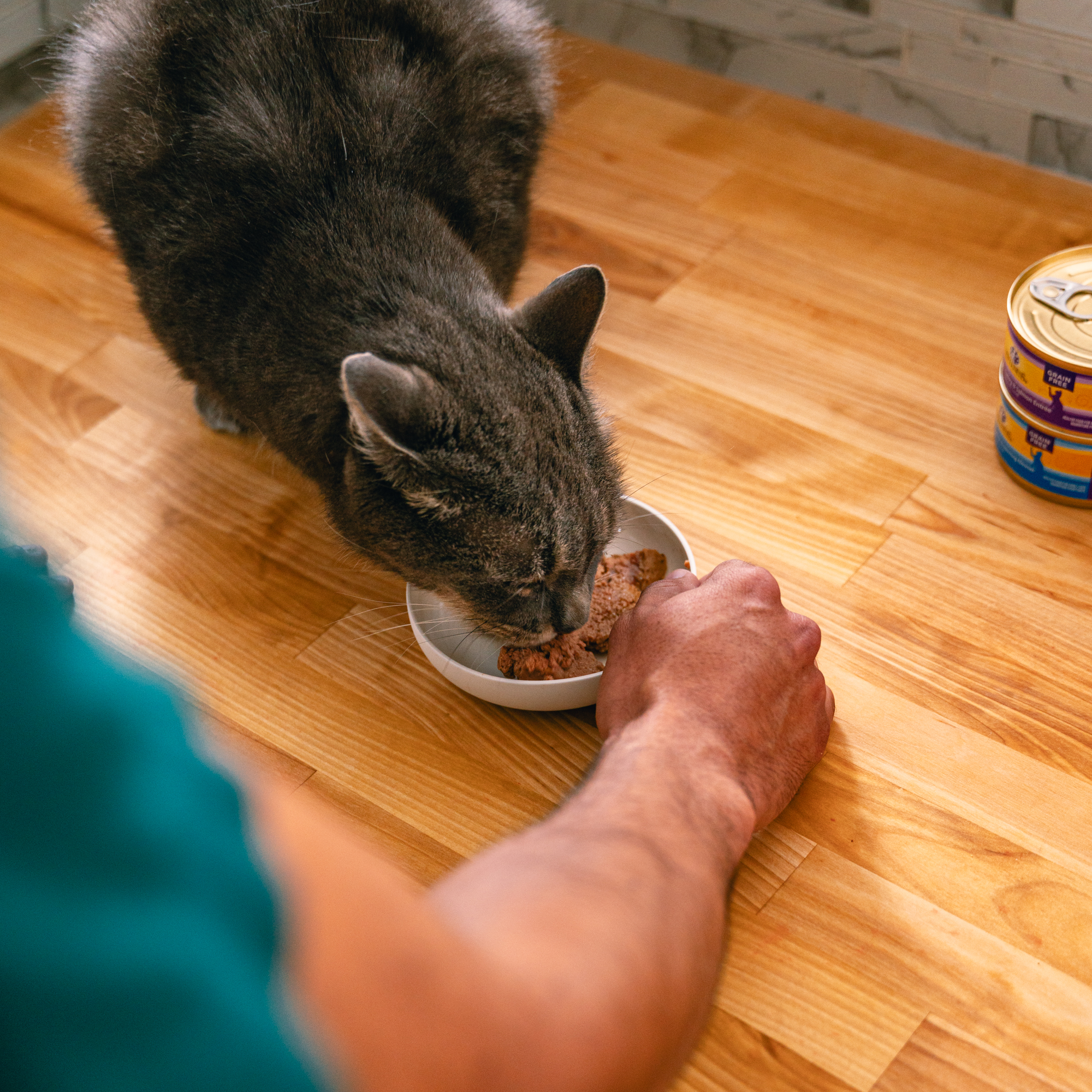Moving cats food clearance bowl