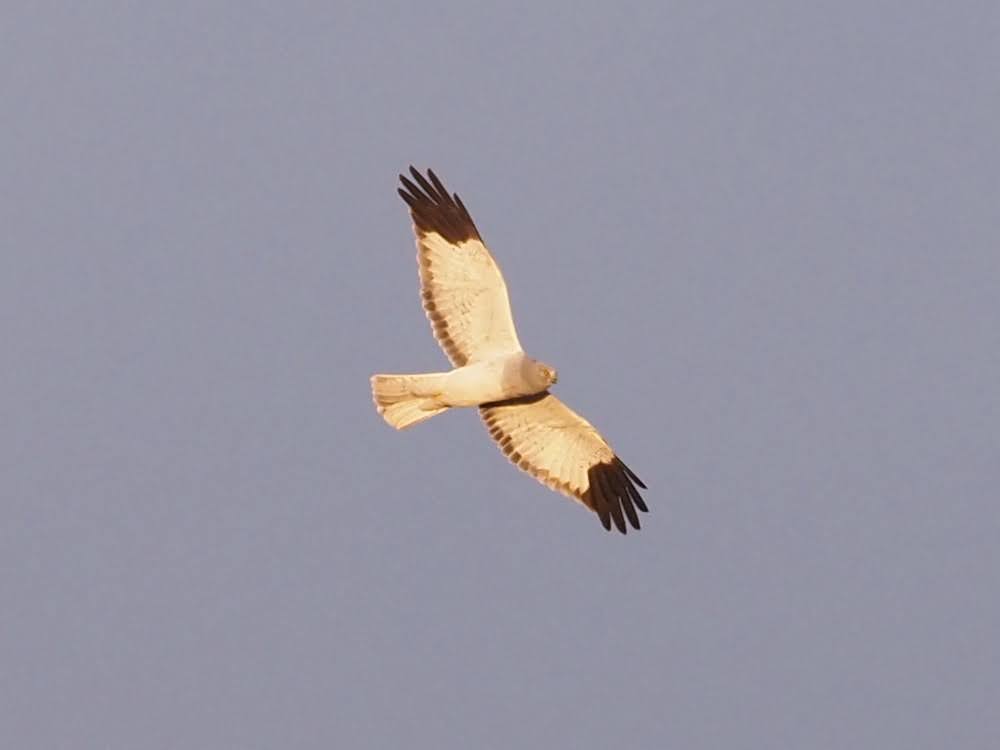 kake3's tweet image. 淀川のハイイロチュウヒ