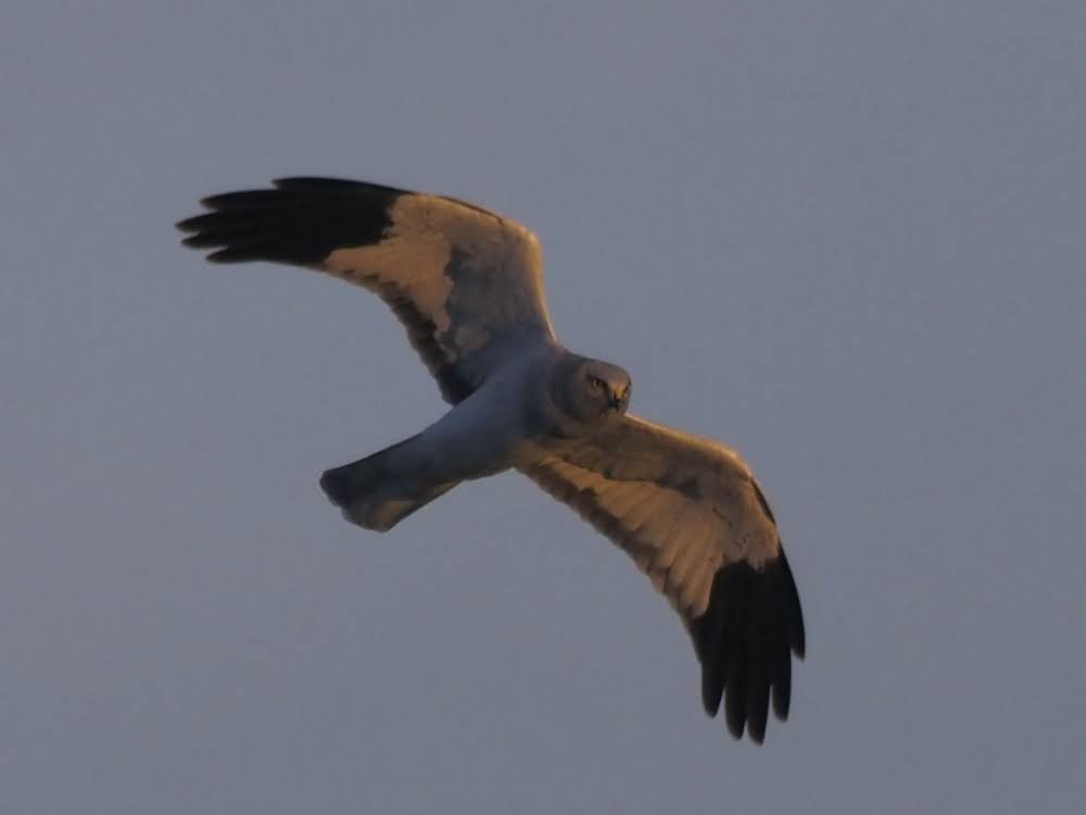 kake3's tweet image. 淀川のハイイロチュウヒ