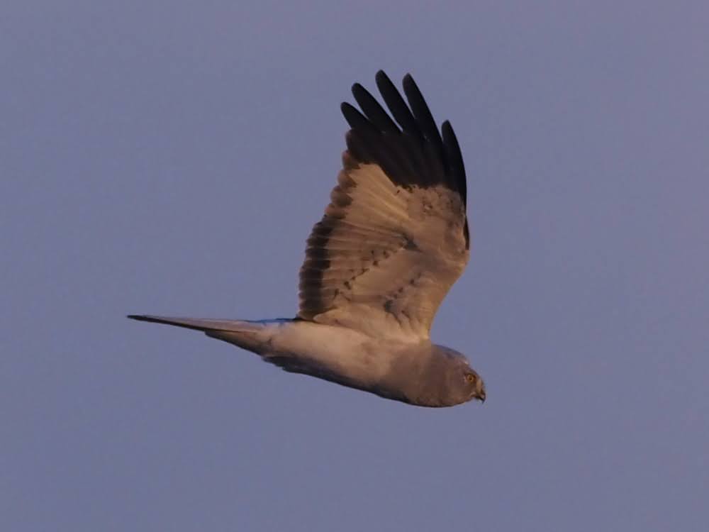 kake3's tweet image. 淀川のハイイロチュウヒ