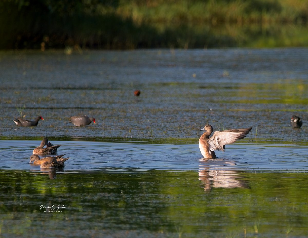 buggyfresh78's tweet photo. One of several rare #American #wigeons #flaps its #wings as it enjoys the #coolwaters. Central Plains - #Trinidad.
.
.
.
#birdwatching #wildlife #animals #birdphotography #caribbean #BirdsSeenIn2024 https://t.co/vv1MkkzEIX