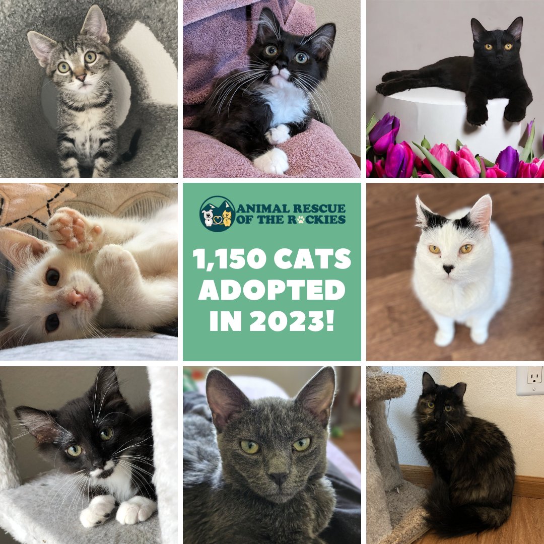 ARRColorado's tweet photo. 2023 was another very successful year for the cat side of Animal Rescue of the Rockies! We adopted out 1,150 kittens and cats last year! 🎊

Browse our adoptable cats here: https://t.co/16JVH5X6C8
Learn about fostering here: https://t.co/uGQoGeV02p https://t.co/RvTizKNKbf
