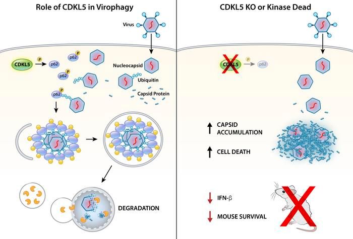 ASCI member @michael_shiloh @UTSWnews in @jclinicalinvest: CDKL5 regulates p62-mediated selective autophagy and confers protection against neurotropic viruses: buff.ly/3vj0c5J #InfectiousDisease #Virology