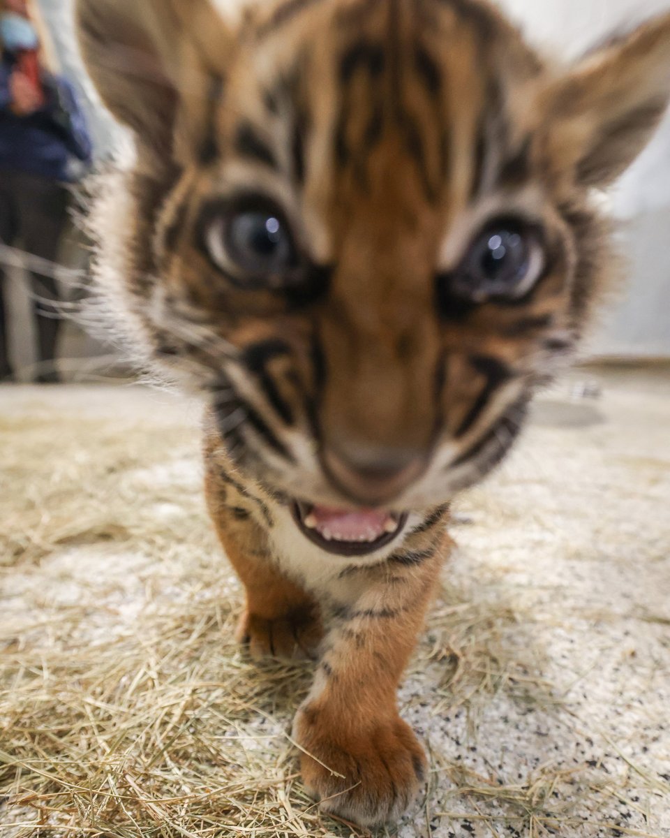 When you accidentally open the front camera 😾 😂 Just THREE days remain to name the cubs and help support tigers in the wild! The winning names will be announced Friday, January 12. Vote now ➡ nzoo.me/TigerNamingCon…