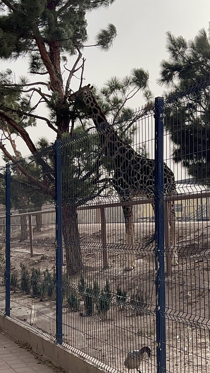 Salvemos a Benito tweet media