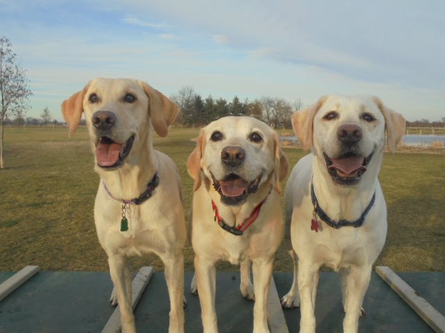 Orionforever2's tweet photo. Happy #NationalLabradorDay
I love these 3 Sweetie Pies with all my heart!!!!
#LabsRule https://t.co/93YaRr7gcn