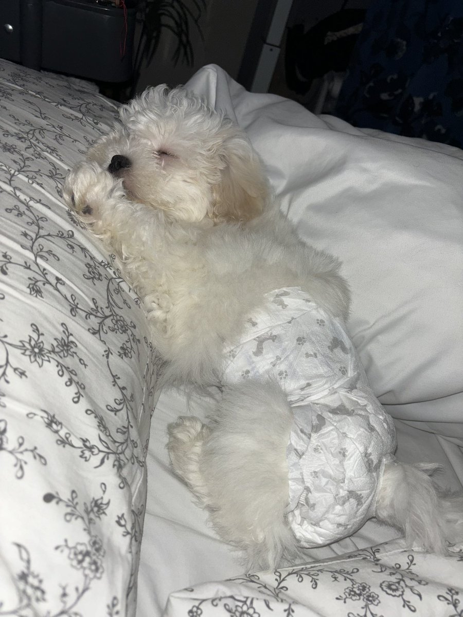 Everyone meet my Shichon, Benji🩵