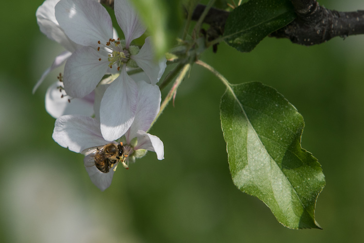 Biopolin is sprayed on berries and tree fruits during bloom to enhance pollinator activity. It’s the final opportunity to increase yield potential before switching to defense to protect that yield.@cohortwholesale
thegrower.org/news/biopolin-…