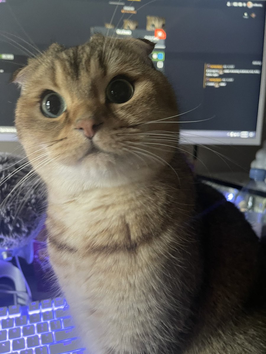 I think he wants attention.