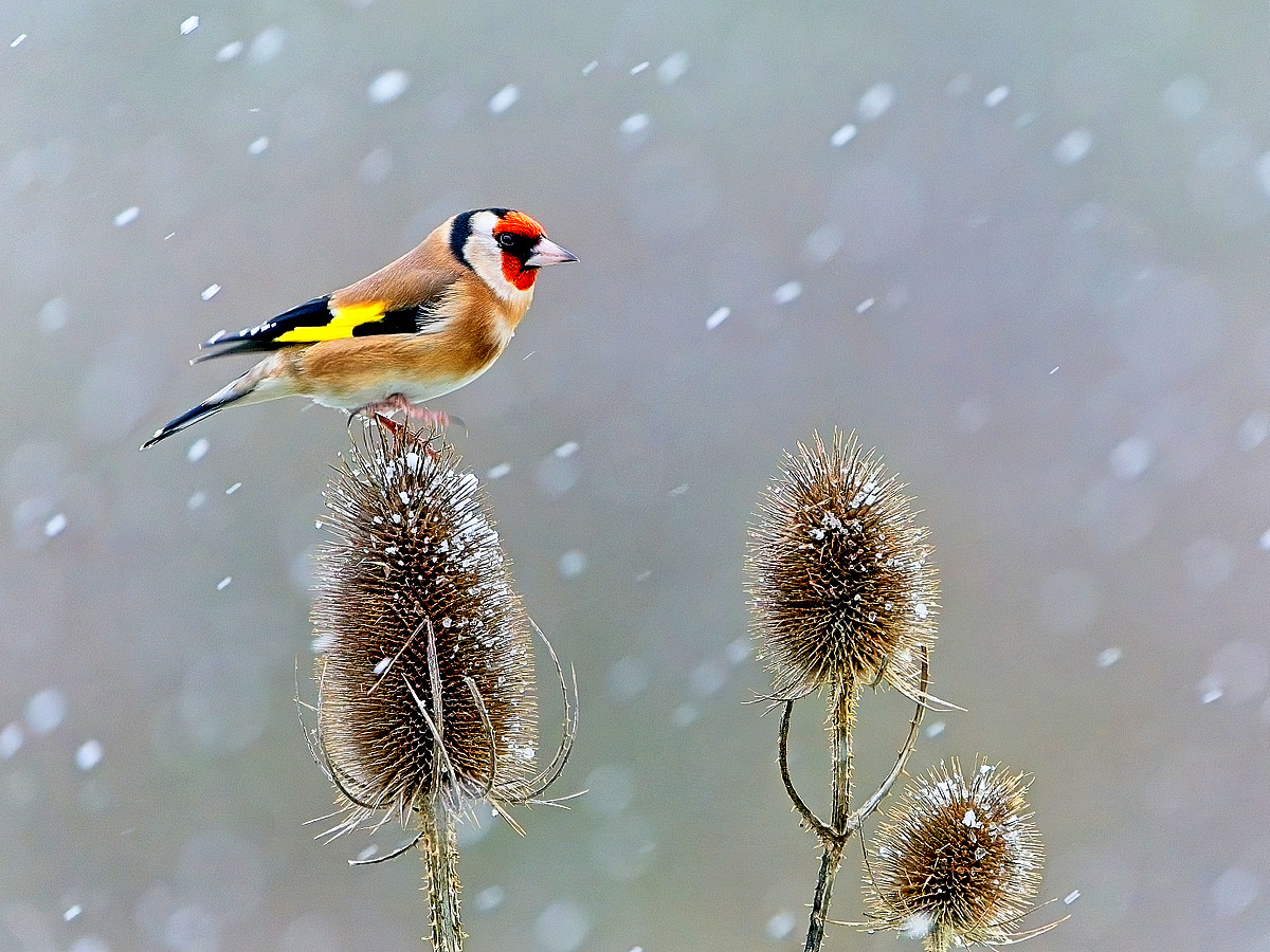 SheppeyWildlife's tweet image. Goldfinch in this mornings snow showers.