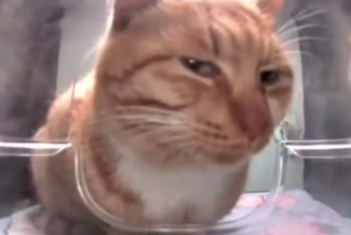 CHASElSM's tweet image. ✿;
This app is really gonna make me mad. Made a new account and the name bugged out and not letting me change it