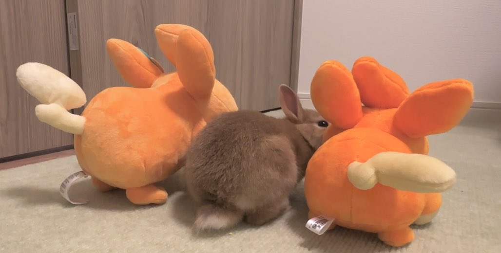kurimaruchannel's tweet photo. おはようございます🐰
連休明けまだまだ正月気分が抜けません🌰
#うさぎ好きさんと繋がりたい #うさぎ #こうさぎ #bunny #rubbit #癒し https://t.co/yf3QBkYCpJ
