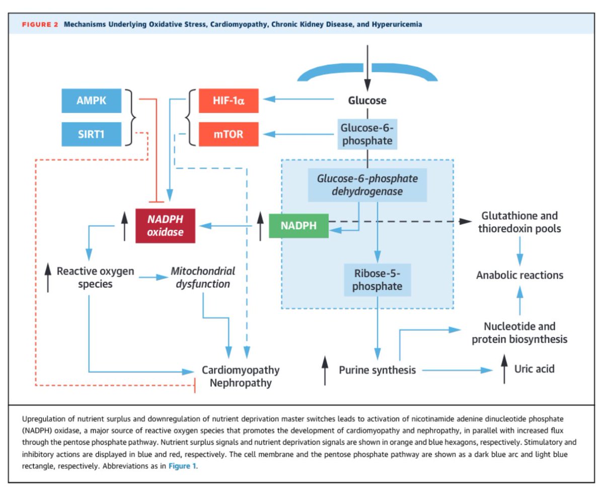 ⚠️Hyperuricemia and Gout Reduction
by SGLT2 Inhibitors in Diabetes and
#HF

👉 Gout 🟰⬆️ production of purines ➕⬇️renal or intestinal excretion of urate
👉 promoting heightened oxidative stress and cardiomyocyte and proximal tubular dysfunction
💊iSGLT2 
📌⬇️flux through the