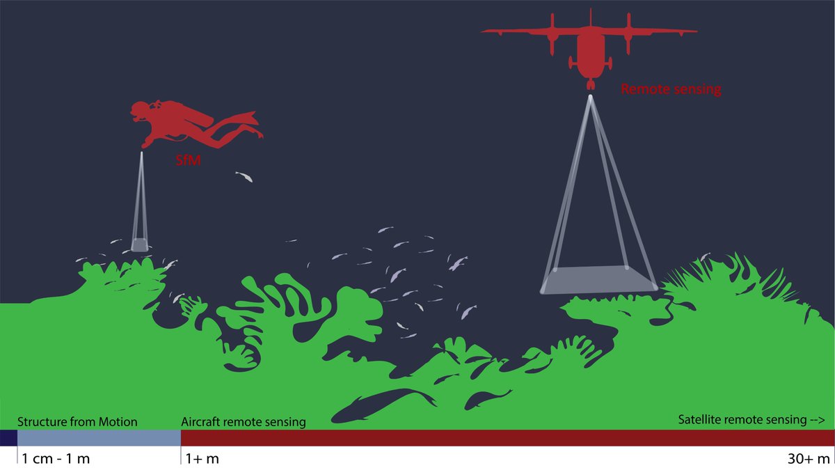 What can the seafloor tell us about coral settlement? In our new study in @PNASNews, we find that coral recruits prefer to settle near coarse rugosity, like volcanic boulders, that can be mapped from the sky. @greg_asner @ASU_GDCS @stanforddoerr pnas.org/doi/10.1073/pn…