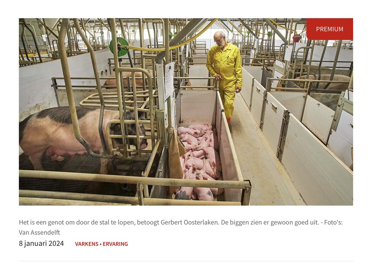 AnnaDekker's tweet image. Is dit nou wat veeboeren natuur noemen? 
Kijk, waarempel een (verplichte) jutezak voor tig biggetjes om mee te spelen…
boerderij.nl/verder-lezen/
#varkens