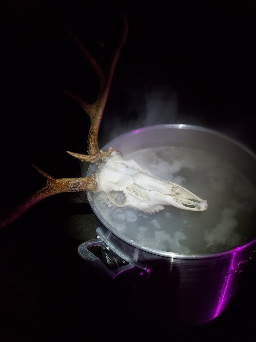 Between boiling and pressure washer , the 
#deer #skull is looking pretty good so far
Probably finish it up next day or so