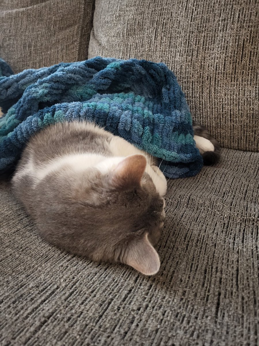 FalloutLink's tweet image. Cat Monday