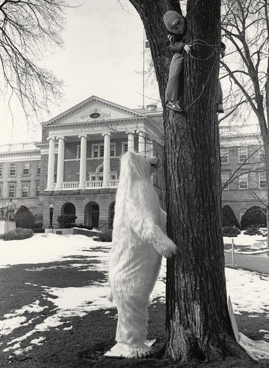 How the weather has us feeling.. (Image title: “Polar bear on Bascom Hill,” circa 1988, local identifier S12917)