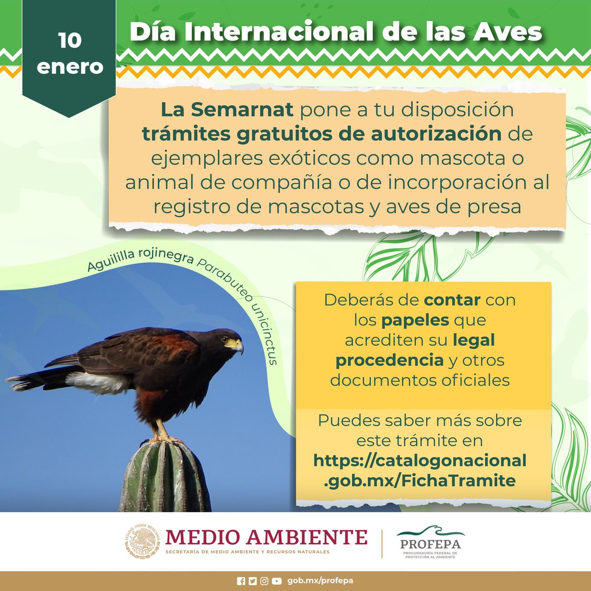 PROFEPA_Mx's tweet photo. 📋¿Ya tienes tu autorización?🔍

Cuidar del medio ambiente es responsabilidad de todas y todos🪺🪶

#DíaInternacionaldelasAves https://t.co/TCNVYUUFK2