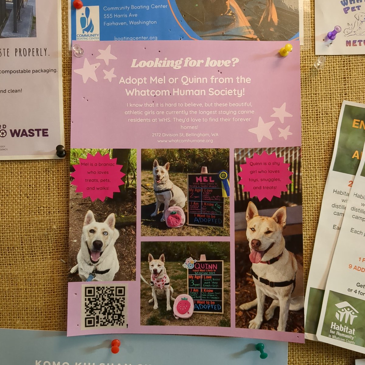 Duncus's tweet photo. @WhatcomHumane Have these Dogs been adopted? If so, is there an updated poster I can put up with new dogs needing homes?  Thanks! https://t.co/8mM3vCxq66