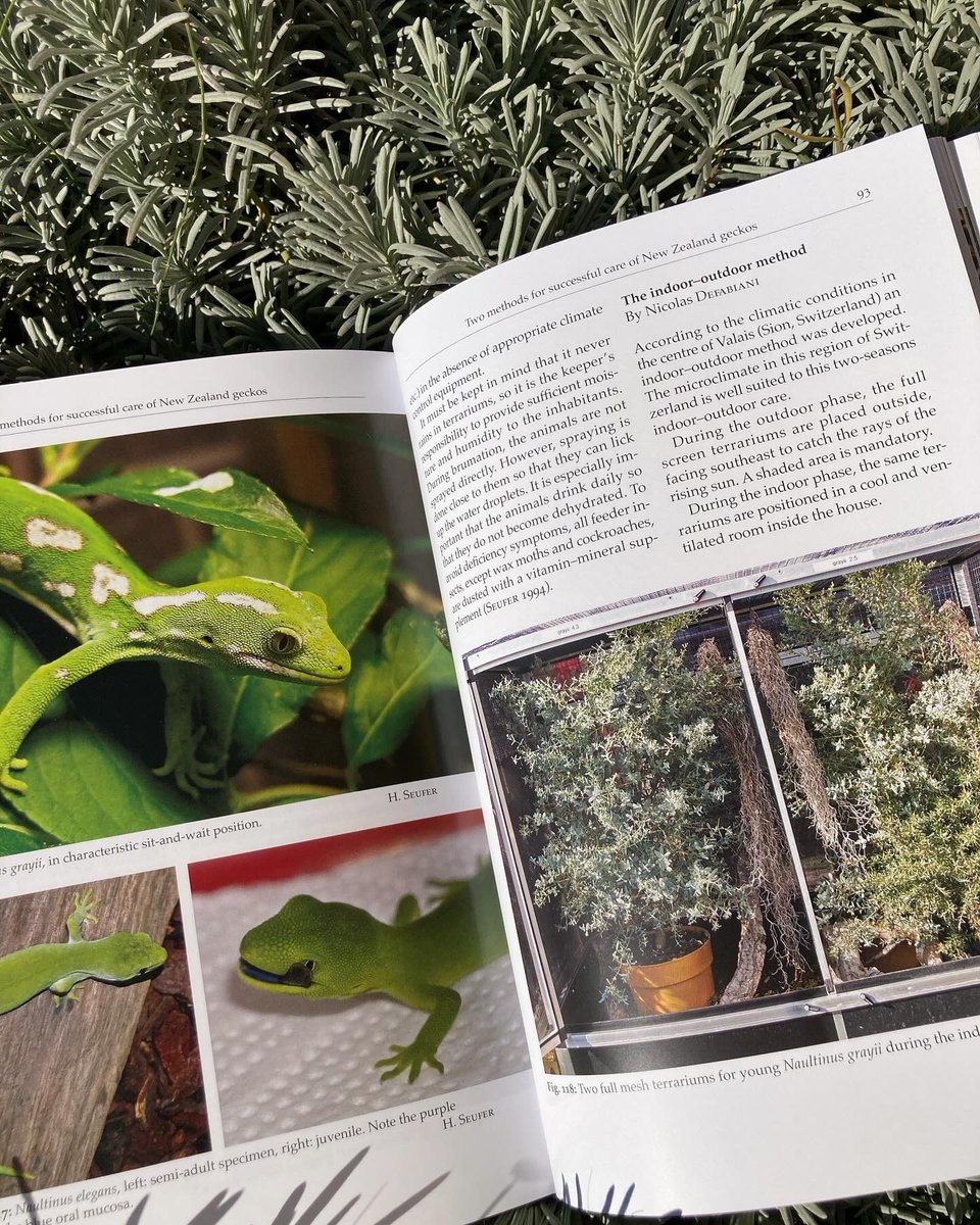 Gerardowildlink's tweet photo. « Naultinus” by Nicolas Defabiani and Herman S. A book where you find how herpetoculture goes to the fine detail. G exercise of sharing their incredible years of experience. 
#naultinus #gecko #husbandry #captivecare #herpetology #herpetoculture #newzealand #book https://t.co/LvQsNzoJoR
