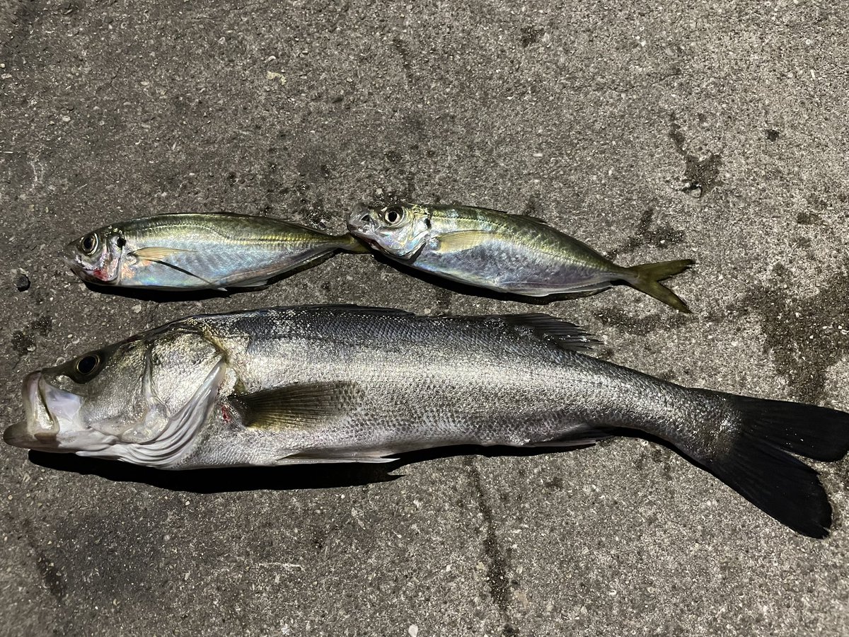 same0928's tweet image. 下津井
夜勤明けに初釣り
メバルが手のひらサイズしか、、、
今日のところはこれぐらいで🥶