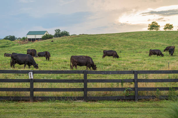 Ranch life demands robust fencing! Our ranch and field fencing solutions provide the durability needed for agricultural operations. Choose KAL Construction & Fencing for strength and reliability. #AgricultureFencing #FarmSecurity