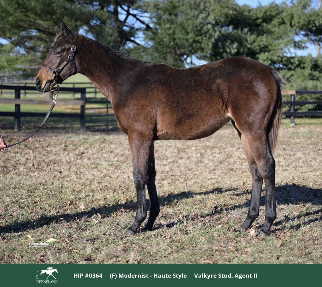 Congratulations to Griswold Racing on their purchase of our lovely Modernist filly out of Haute Style (Unusual Heat) at the @keenelandsales January Mixed Sale. Giddy up! #AuerbachBred #ValkyreStud #StayHot 🏇❤️🔥
