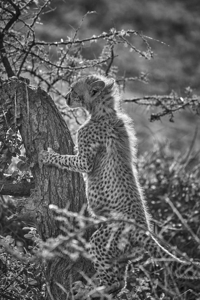Matilda’s Cub, Serengeti, Tanzania
.
.
#natgeomyshot #natgeodeutschland #natgeoru #coloursofafrica #wildlife #liveforthestory #discoverwildlife