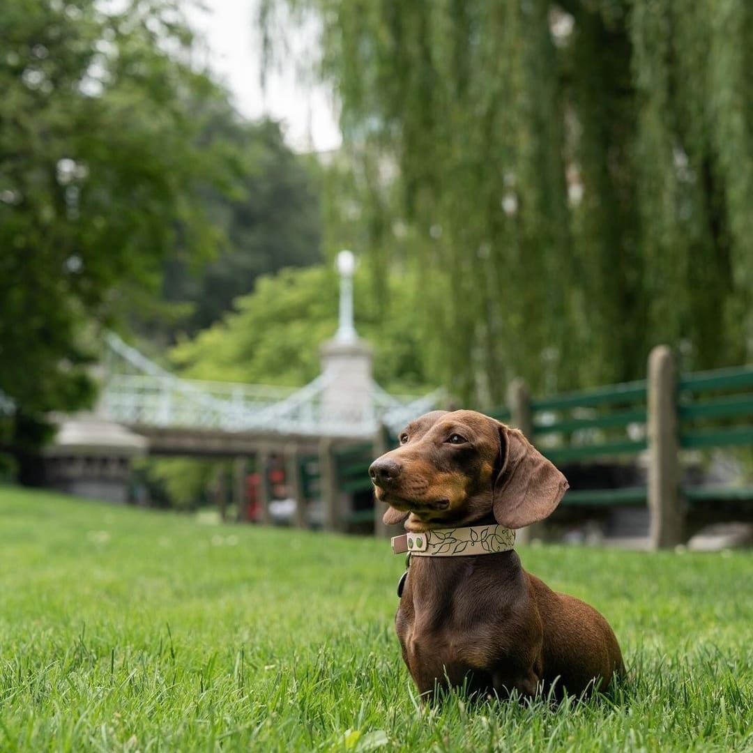 Dachshunds fan club (@DachshundC50123) on Twitter photo 2024-01-09 04:41:24