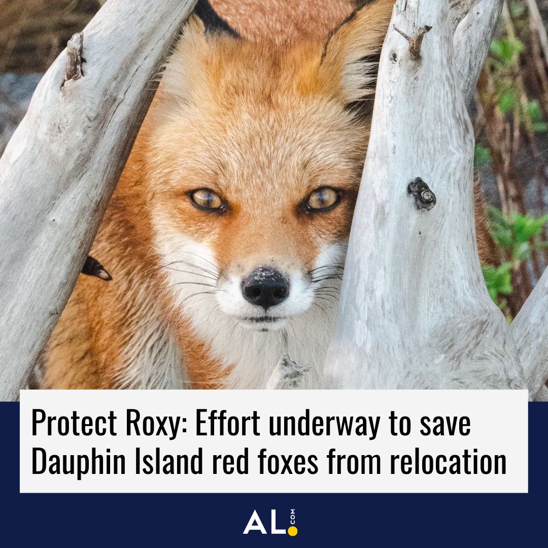 A recent bird conservation and management plan identified red foxes as the main predator of migratory birds on Alabama's Dauphin Island, where birding 'is a big deal,' mayor Jeff Collier says. But some are looking for ways to save foxes like Roxy, too: al.com/news/2024/01/p…