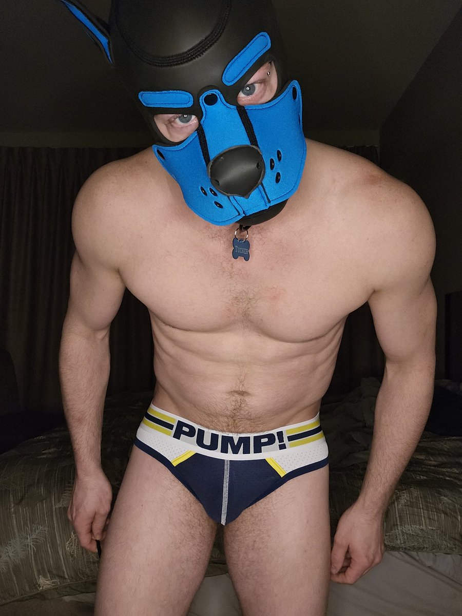 GoodPupTucker's tweet photo. New thong arrived today #HappyPup https://t.co/Ggkib5s4qD