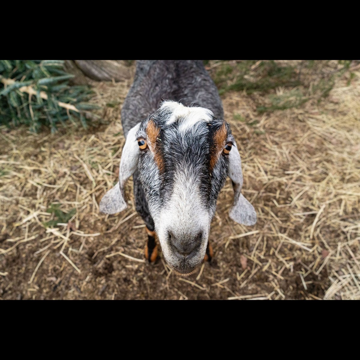 KTofflingPhoto's tweet photo. Esmae  portrait #goats #nubian #westernmass https://t.co/N0IbGFsfJB