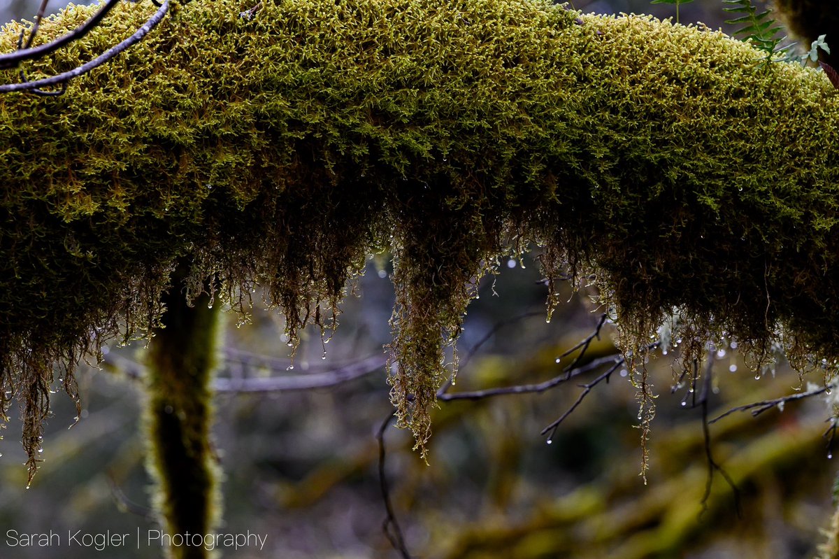 weatherchaser5's tweet photo. If you are from the PNW you can smell and feel this photo. https://t.co/ChryFqQPDW