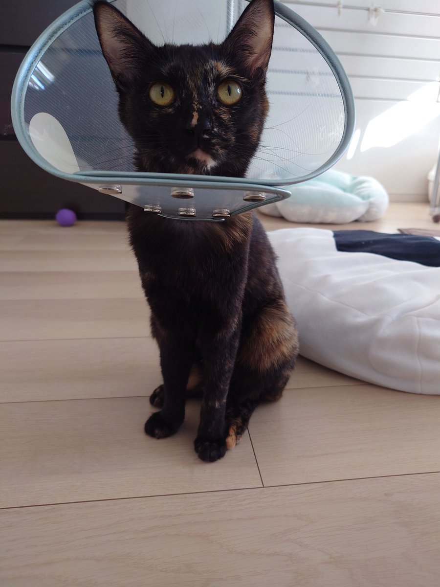 MrD35960138's tweet image. 経験のある方にご相談です！
パルちゃんが体を舐めすぎて皮膚まで傷つけてしまいます😭
今は病院で傷が悪化しないよう抗生物質の注射をしてもらってますが、エリカラの届く部分を舐めてしまいます。
皮膚保護のため、保護服も練習中です。
皆様はどのような対策をされましたか？
#猫
#皮膚
#舐め対策