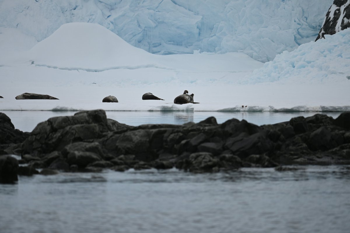 Dr Christelle Auguste tweet media