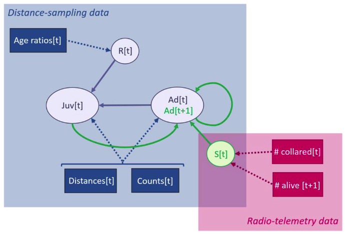 An integrated open population distance sampling approach for modelling age-structured populations. DOI: 10.32942/X2Q899