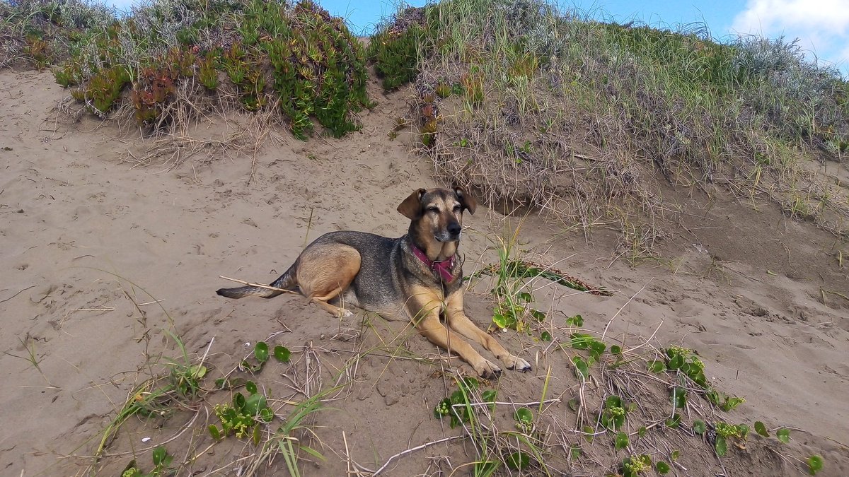 #MardelTuyu y la perra más linda de la costa  🌊🐶