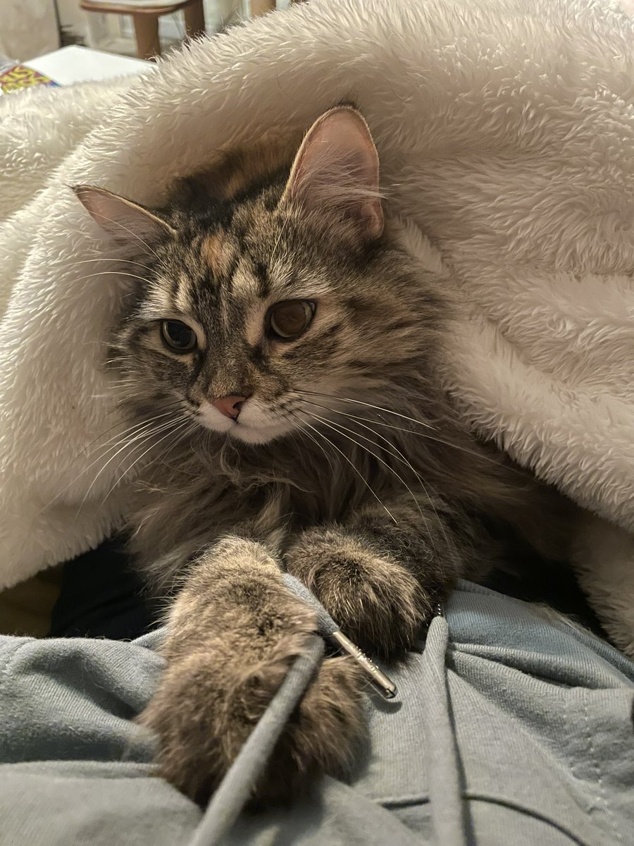 charmedComm's tweet image. Sometime, we just need a cute cat in our feeds. 
You’re welcome 😻
#cat #MyGirl