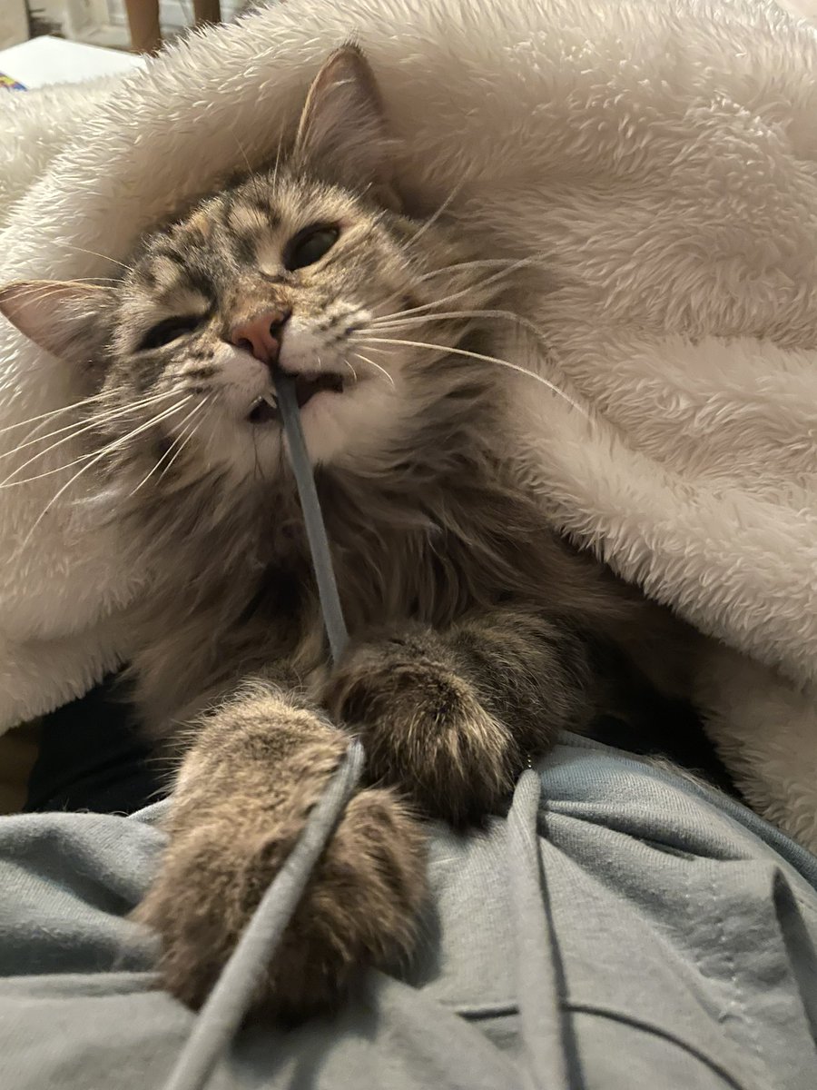 charmedComm's tweet image. Sometime, we just need a cute cat in our feeds. 
You’re welcome 😻
#cat #MyGirl