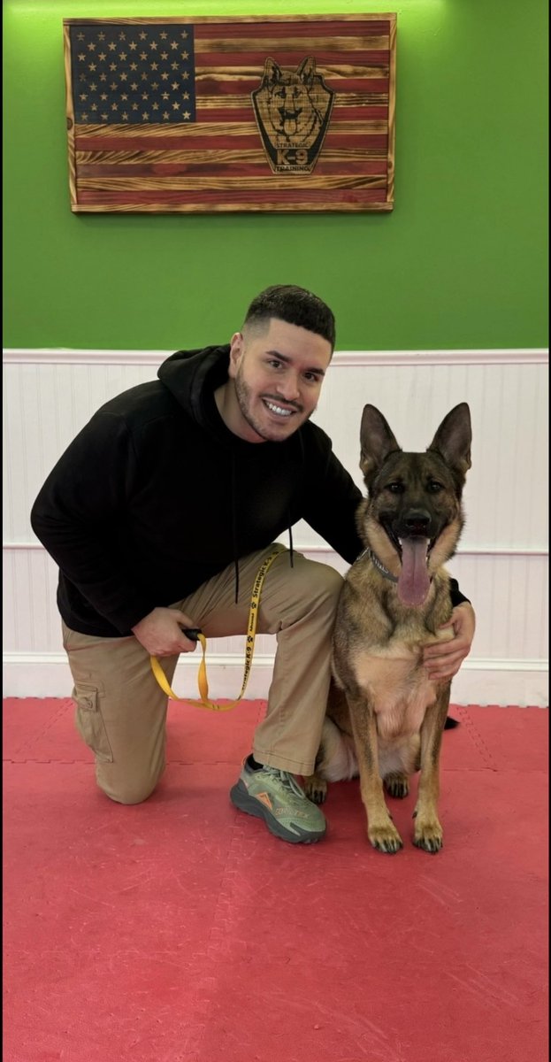TheSauceAlex's tweet photo. I’m a professional dog trainer now, made it my career from a hobby. I run it, and love it so much ❤️ Meet K-9 Stella! https://t.co/ps229Pgiam